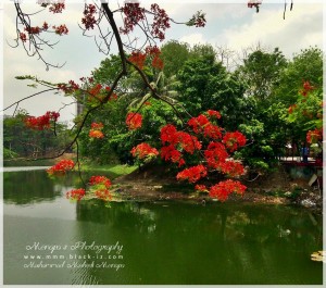 তুমি তো দিয়েছিলে কৃষ্ণচূড়া ফুল,...